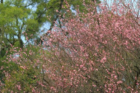 Foto de Rosa flor sukura flores en un día de primavera - Imagen libre de derechos