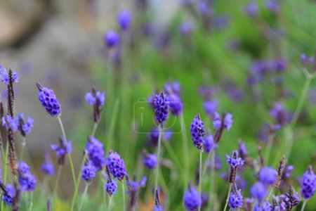 Téléchargez les photos : La lavande aux fleurs violettes, le jardin printanier - en image libre de droit