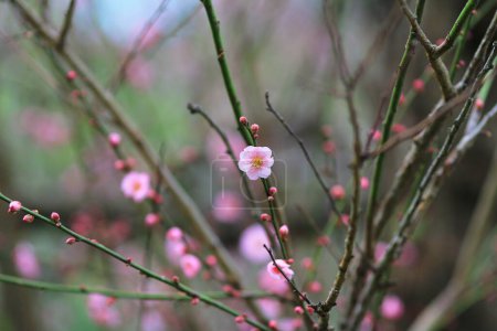 Téléchargez les photos : Les fleurs de prunier sont en fleurs dans le jardin de prunier - en image libre de droit