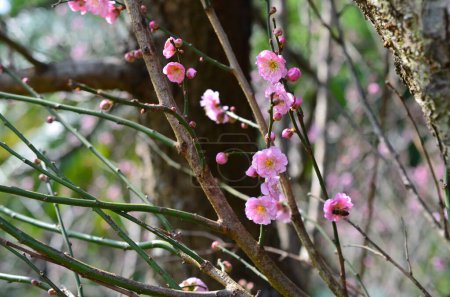 Foto de Rosa flor sukura flores en un día de primavera - Imagen libre de derechos