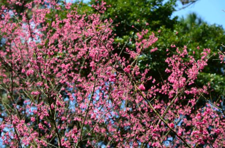 Photo for Pink blossom sukura flowers on a spring day - Royalty Free Image