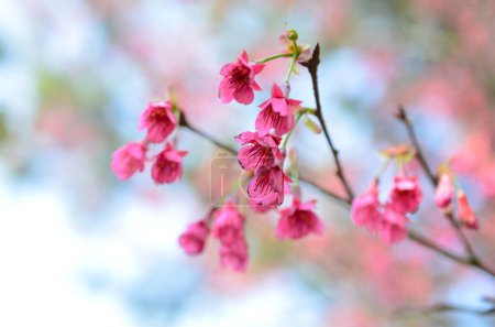 Téléchargez les photos : Fleurs de sukura de fleur rose un jour de printemps - en image libre de droit