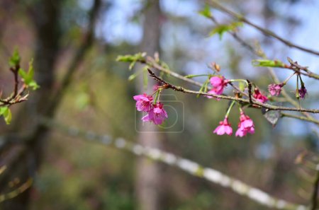 Photo for The flower at spring, Cherry spring blossom - Royalty Free Image