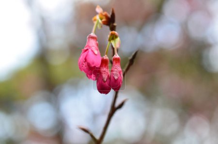 Foto de La flor en primavera, flor de primavera de cerezo - Imagen libre de derechos