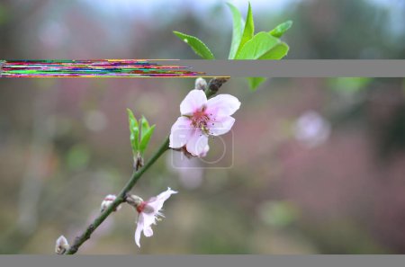 Foto de La flor en primavera, flor de primavera de cerezo - Imagen libre de derechos