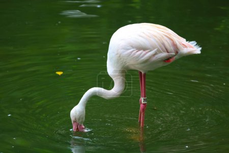 Téléchargez les photos : Flamant rose des Caraïbes. Gros oiseau est relaxant profiter de l'été - en image libre de droit