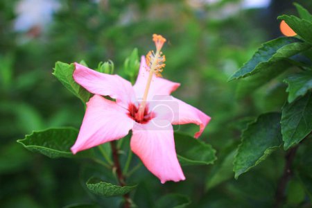 Foto de El Hibiscus rosa sinensis, el jardín de primavera - Imagen libre de derechos
