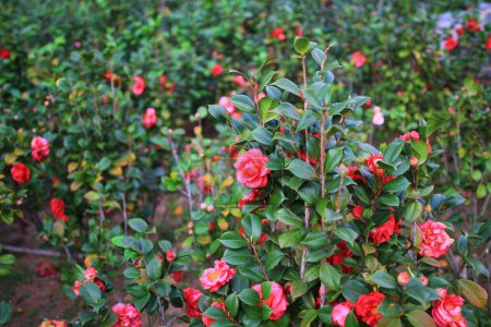 Photo for The red Camellia japonica, the spring garden - Royalty Free Image