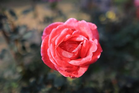 Foto de Primer plano de flor de rosa, rosa de jardín - Imagen libre de derechos