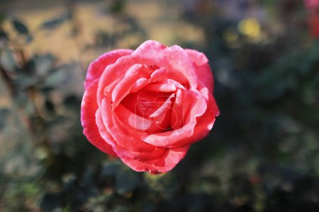 Téléchargez les photos : Gros plan de rose fleur, rose de jardin - en image libre de droit