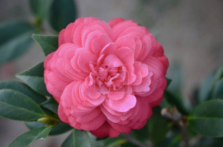 Téléchargez les photos : Camélia japonais Fleur, rouge, rose et blanc Couleur - en image libre de droit