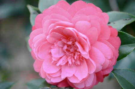 Photo for Japanese camellia Flower, Red, Pink and White Color - Royalty Free Image