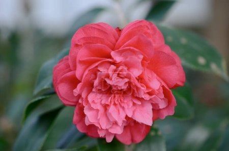 Foto de Flor de camelia japonesa, color rojo, rosa y blanco - Imagen libre de derechos
