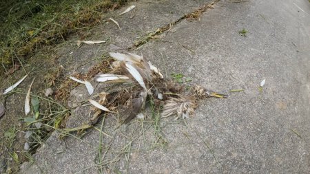 Téléchargez les photos : Héron couché sur la route, oiseau mort - en image libre de droit
