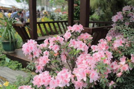 Foto de Espectáculo de flores hong kong en Victoria Park - Imagen libre de derechos