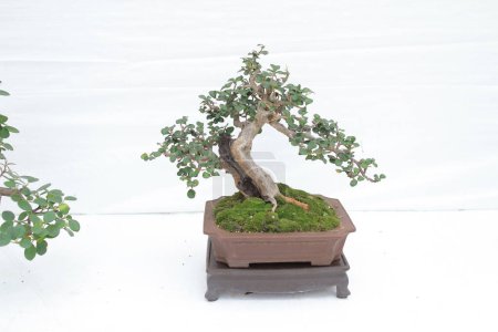 Photo for Bonsai tree against a white wall - Royalty Free Image