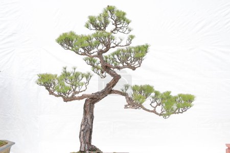 Téléchargez les photos : Pin bonsaï contre un mur blanc - en image libre de droit