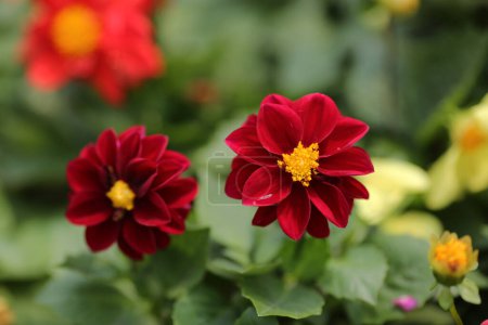 Téléchargez les photos : Les dahlias Formelles décoratives dans le jardin - en image libre de droit