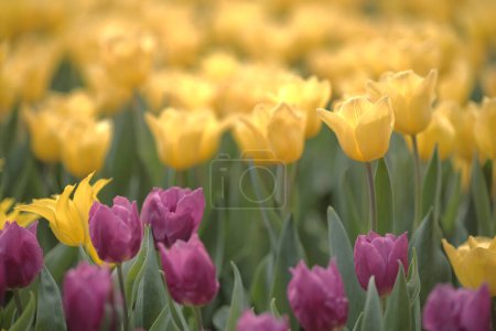 Photo for Field of yellow and pink tulips, spring floral background - Royalty Free Image