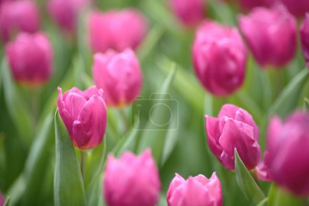 Photo for Tulipa gesneriana, field of pink tulips in Hong Kong - Royalty Free Image
