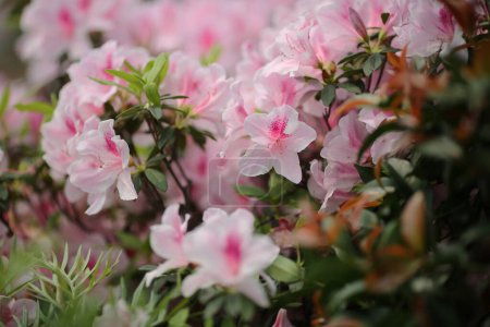 Téléchargez les photos : Le Rhododendron, un printemps au jardin - en image libre de droit
