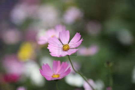 Téléchargez les photos : Cosmos bipinnatus flowers, Spectacle de fleurs à Victoria Park, Hong Kong - en image libre de droit