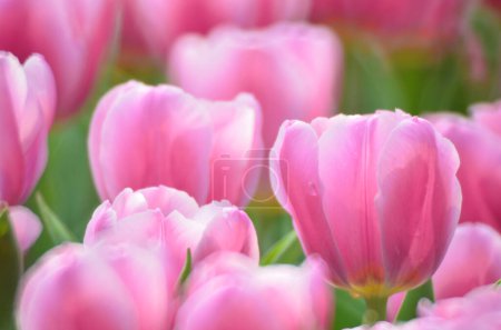 Photo for Tulipa gesneriana, field of pink tulips in Hong Kong - Royalty Free Image