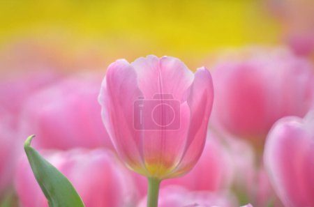 Téléchargez les photos : Tulipa gesneriana, champ de tulipes roses à Hong Kong - en image libre de droit
