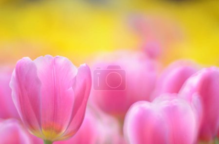 Téléchargez les photos : Tulipa gesneriana, champ de tulipes roses à Hong Kong - en image libre de droit