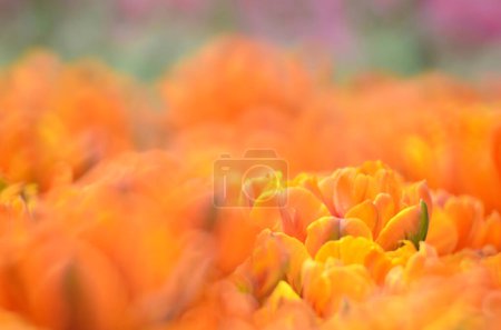 Photo for Tulipa gesneriana, field of orange tulips in Hong Kong - Royalty Free Image