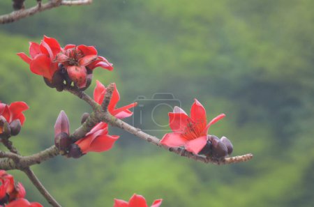 Photo for Cotton Tree in bloom, the spring nature in Hong Kong - Royalty Free Image