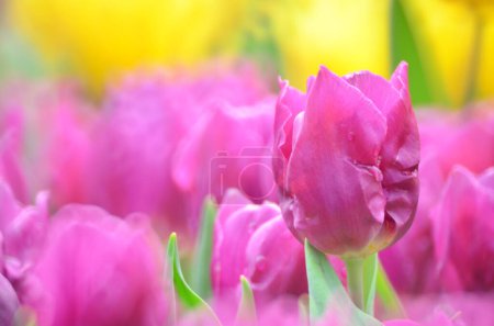 Foto de Campo de tulipanes amarillos y rosados, fondo floral de primavera - Imagen libre de derechos