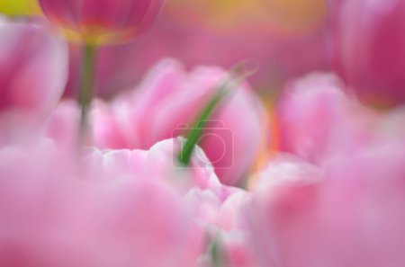 Foto de Tulipa gesneriana, campo de tulipanes rosados en Hong Kong - Imagen libre de derechos