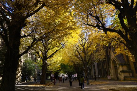 Téléchargez les photos : 30 nov. 2023 paysage de l'Université de Tokyo, Japon - en image libre de droit