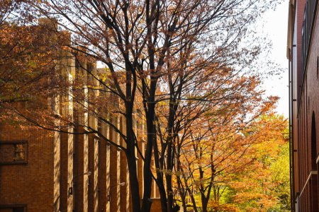 Téléchargez les photos : 30 nov. 2023 paysage de l'Université de Tokyo, Japon - en image libre de droit