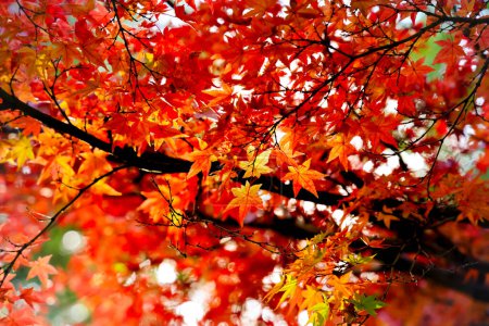 Foto de Tokio Japón, hermosos árboles en Ueno koen Park, Tokio Nov 30 2023 - Imagen libre de derechos