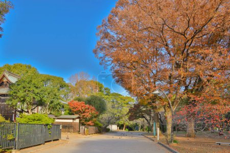 Foto de Tokio Japón, hermosos árboles en Ueno koen Park, Tokio Nov 30 2023 - Imagen libre de derechos