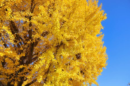 Photo for Tokyo Japan, autumn yellow tree leaves in Ueno koen - Royalty Free Image