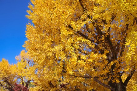 Foto de Tokio Japón, hojas de árboles amarillos de otoño en Ueno koen - Imagen libre de derechos