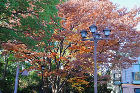 Photo for Tokyo Japan, autumn yellow tree leaves in Ueno koen Nov 30 2023 - Royalty Free Image