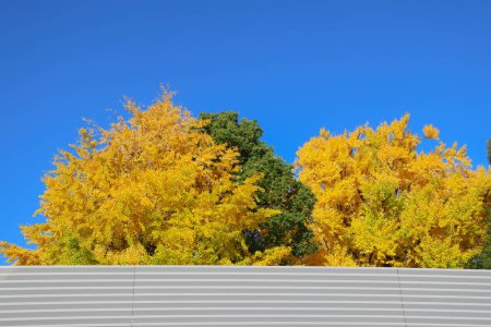 Téléchargez les photos : Tokyo Japon, feuilles d'arbres jaunes d'automne à Ueno koen Nov 30 2023 - en image libre de droit