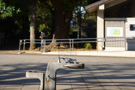 Foto de Ueno koen Tokyo Japan, Pigeon drinking water AT a pump 30 nov 2023 - Imagen libre de derechos