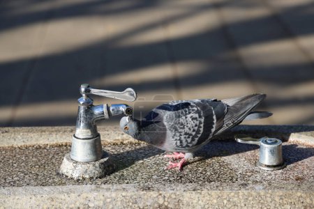 Photo for Ueno koen Tokyo Japan, Pigeon drinking water AT a pump Nov 30 2023 - Royalty Free Image