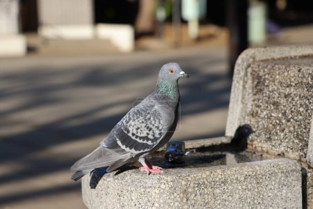 Téléchargez les photos : Ueno koen Tokyo Japon, Pigeon eau potable AT a pump 30 Nov 2023 - en image libre de droit