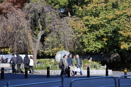 Téléchargez les photos : Tokyo Japon, beaux arbres à Ueno koen Park, Tokyo 30 Nov 2023 - en image libre de droit