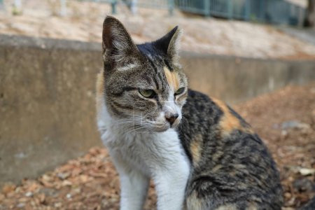 Téléchargez les photos : Feline House Portrait de chat avec murmures, en regardant la caméra - en image libre de droit