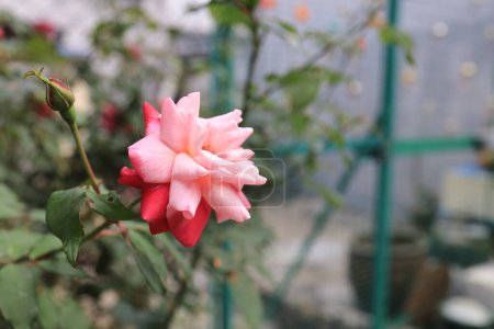Foto de Dic 30 2023 Delicados pétalos de rosa rosados floreciendo en el jardín botánico - Imagen libre de derechos