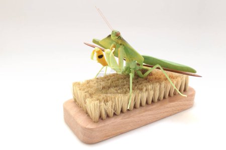 Téléchargez les photos : A Close-up of a mantis in lush green foliage on brush - en image libre de droit