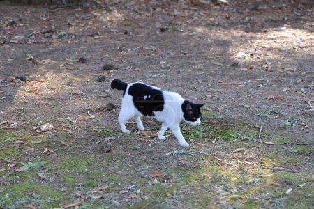 Téléchargez les photos : Nov 29 2023 Promenade de chat dans l'herbe sur la pelouse - en image libre de droit