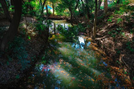 Foto de Coloridos árboles con río en el parque otoñal, vista diurna - Imagen libre de derechos